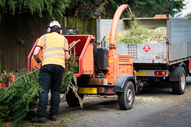 How Our Tree Care Process Works  in  Ronkonkoma, NY